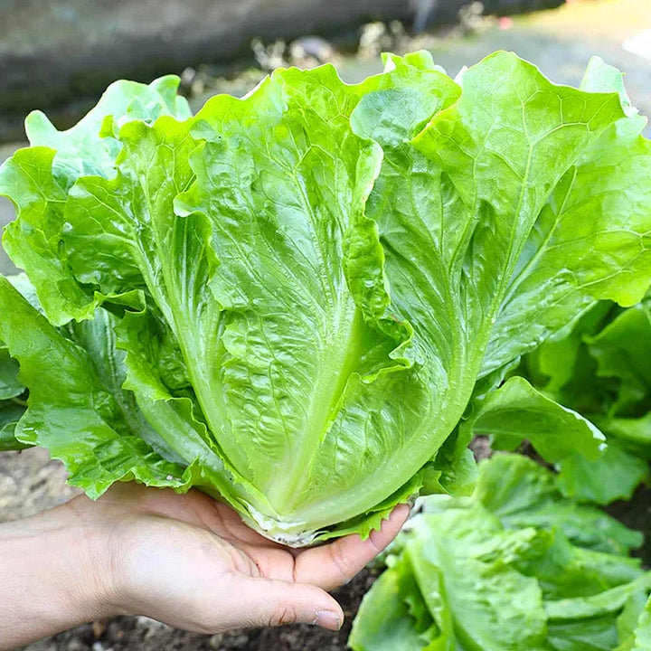 🌱 grow your own italian lettuce from seed — crisp, sweet & easy to harvest 🌿🌟 free organic pot mix 100 grams