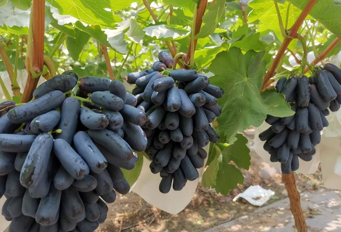 🔥last day 50% off 🍇 high-quaility sapphire grapes seeds🍇✨ 98% germination(high yield)100 grams organic pot mix free