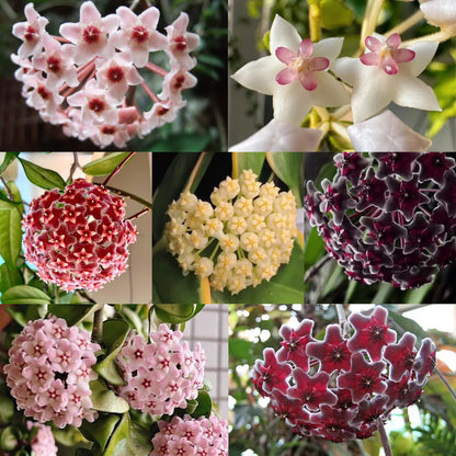 ✨Hoya Bulbs- Stars falling from the sky + Plant Boost✨ | 🔥Buy 1 Get 1 Free🔥