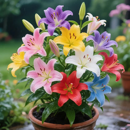 🌺COLORFUL PERFUME LILY BULBS—FRESH AND SWEET | 🔥Buy 1 Get 1 Free🔥| 50% OFF TODAY