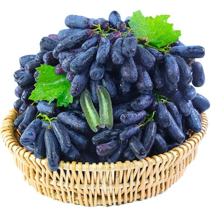 🔥Last Day 50% OFF 🍇 High-Quaility Sapphire Grapes Seeds🍇✨ 98% Germination（High Yield）100 Grams Organic Pot Mix Free