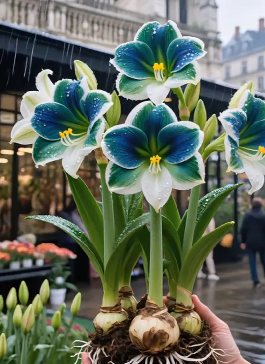 Double-Petaled Perfume Amaryllis Bulbs 😍PACK OF 3😍
