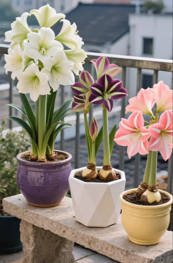 double-petaled perfume amaryllis bulbs 😍pack of 3😍