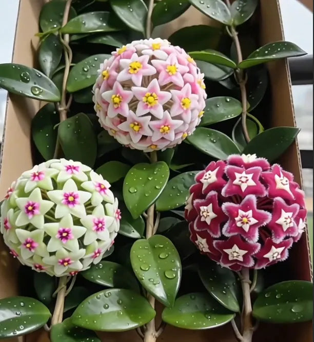 ✨hoya bulbs- stars falling from the sky + plant boost✨ | 🔥buy 1 get 1 free🔥