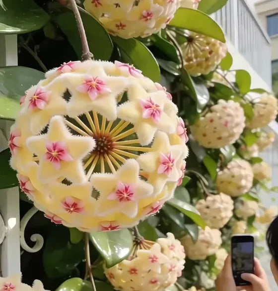 ✨hoya bulbs- stars falling from the sky + plant boost✨ | 🔥buy 1 get 1 free🔥