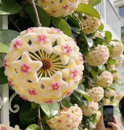 ✨Hoya Bulbs- Stars falling from the sky + Plant Boost✨ | 🔥Buy 1 Get 1 Free🔥