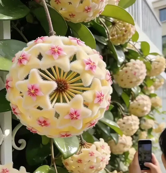 ✨Hoya Bulbs- Stars falling from the sky + Plant Boost✨ | 🔥Buy 1 Get 1 Free🔥