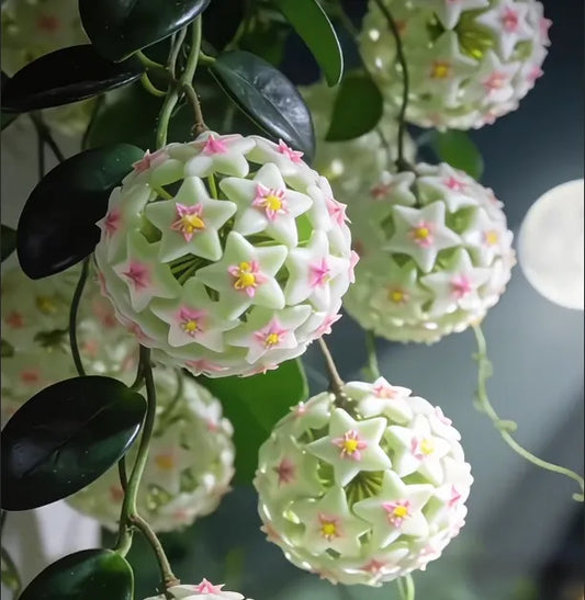 ✨Hoya Bulbs- Stars falling from the sky + Plant Boost✨ | 🔥Buy 1 Get 1 Free🔥