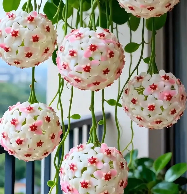 ✨hoya bulbs- stars falling from the sky + plant boost✨ | 🔥buy 1 get 1 free🔥