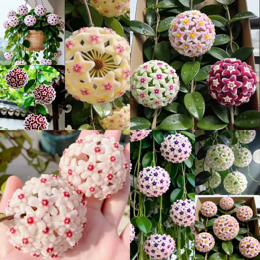 ✨Hoya Bulbs- Stars falling from the sky + Plant Boost✨ | 🔥Buy 1 Get 1 Free🔥