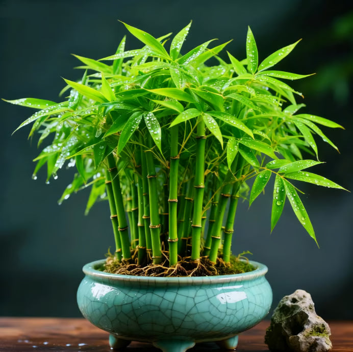 🏆evergreen lucky bamboo seeds | 🔥buy 1 get 1 free🔥| 50% off today