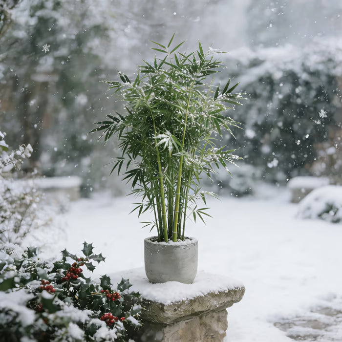 🏆evergreen lucky bamboo seeds | 🔥buy 1 get 1 free🔥| 50% off today