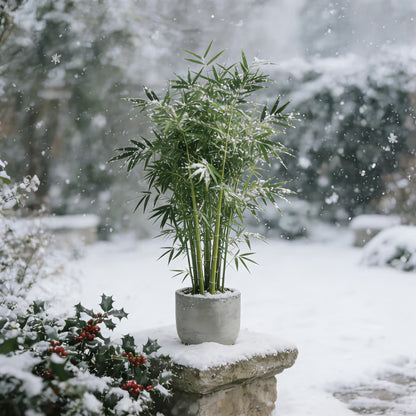 🏆Evergreen Lucky Bamboo Seeds | 🔥Buy 1 Get 1 Free🔥| 50% OFF TODAY