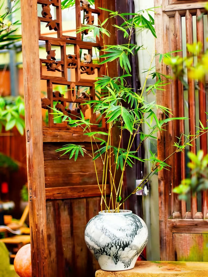 🏆evergreen lucky bamboo seeds | 🔥buy 1 get 1 free🔥| 50% off today