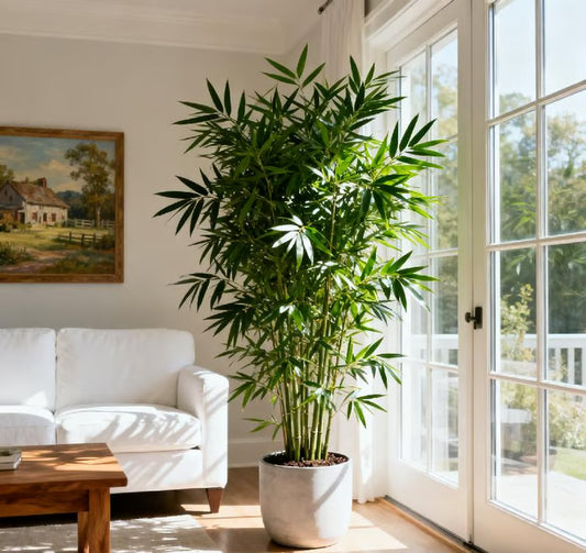 🏆Evergreen Lucky Bamboo Seeds | 🔥Buy 1 Get 1 Free🔥| 50% OFF TODAY