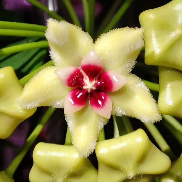 ✨hoya bulbs- stars falling from the sky + plant boost✨ | 🔥buy 1 get 1 free🔥