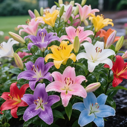 🌺COLORFUL PERFUME LILY BULBS—FRESH AND SWEET | 🔥Buy 1 Get 1 Free🔥| 50% OFF TODAY