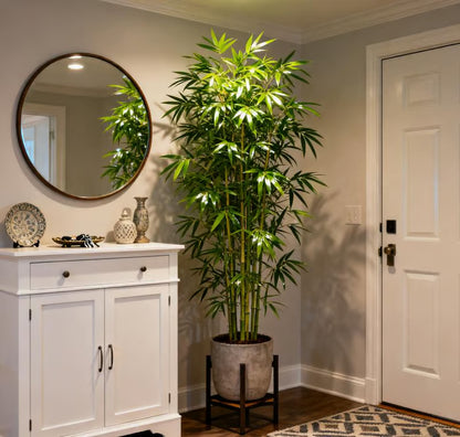 🏆Evergreen Lucky Bamboo Seeds | 🔥Buy 1 Get 1 Free🔥| 50% OFF TODAY