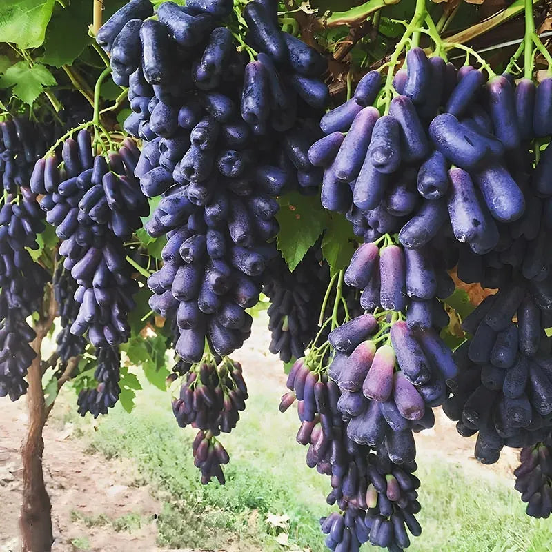 🔥last day 50% off 🍇 high-quaility sapphire grapes seeds🍇✨ 98% germination（high yield）100 grams organic pot mix free
