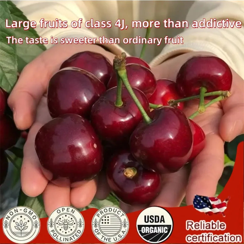 ✨top grade & productive – chilean cherry seeds direct from origin🌱free 100 grams organic pot mix 🌱