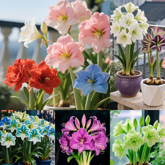 Double-Petaled Perfume Amaryllis Bulbs 😍PACK OF 3😍