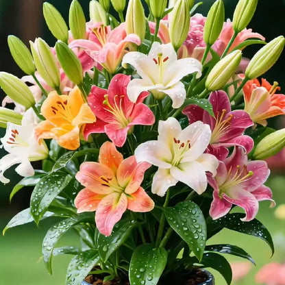 🌺COLORFUL PERFUME LILY BULBS—FRESH AND SWEET | 🔥Buy 1 Get 1 Free🔥| 50% OFF TODAY