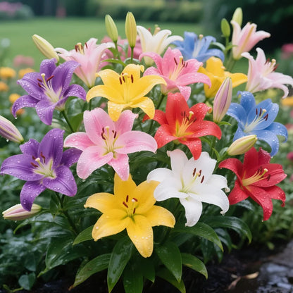🌺COLORFUL PERFUME LILY BULBS—FRESH AND SWEET | 🔥Buy 1 Get 1 Free🔥| 50% OFF TODAY