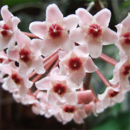 ✨Hoya Bulbs- Stars falling from the sky + Plant Boost✨ | 🔥Buy 1 Get 1 Free🔥