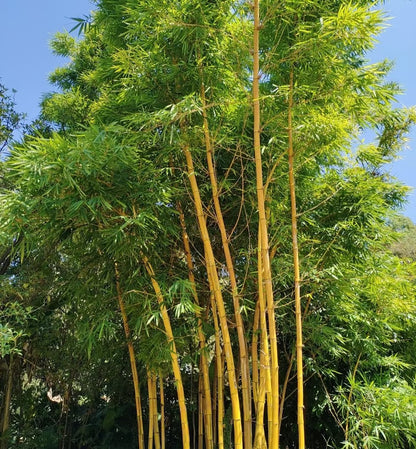 🏆Evergreen Lucky Bamboo Seeds | 🔥Buy 1 Get 1 Free🔥| 50% OFF TODAY