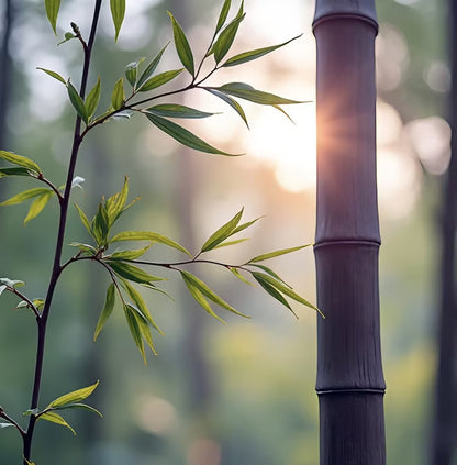 🏆Evergreen Lucky Bamboo Seeds | 🔥Buy 1 Get 1 Free🔥| 50% OFF TODAY