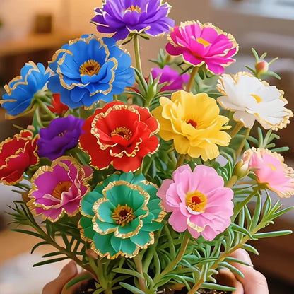 🌸 BUY 1 GET 1 FREE! 🌸Golden Lace Portulaca🌸✨ Brilliant Double Blooms for Effortless Summer Color