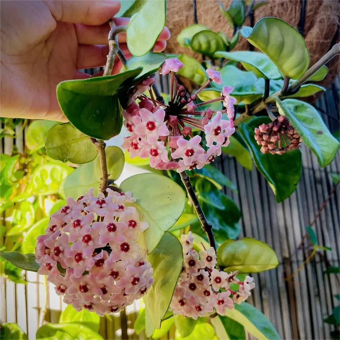 ✨hoya bulbs- stars falling from the sky + plant boost✨ | 🔥buy 1 get 1 free🔥