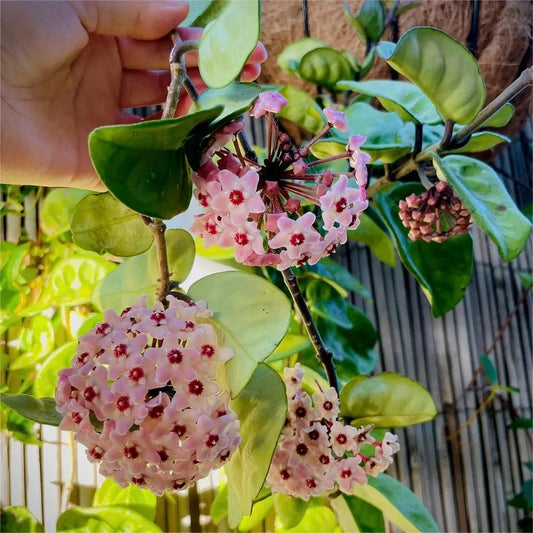 ✨Hoya Bulbs- Stars falling from the sky + Plant Boost✨ | 🔥Buy 1 Get 1 Free🔥