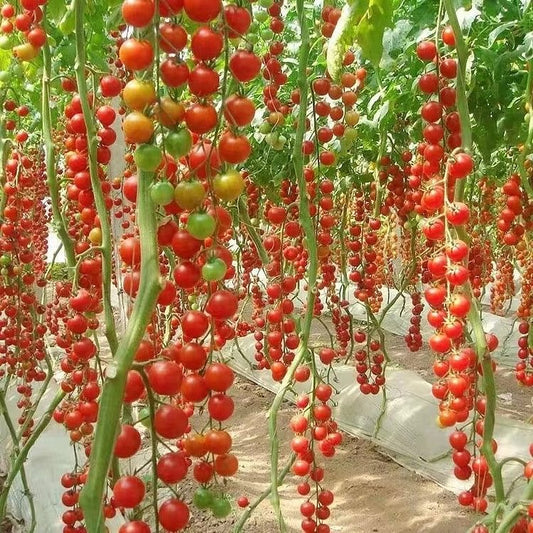 🎉Limited Time Offer 🍅Waterfall Tomato Seeds（High Yield）100 Grams Organic Pot Mix Free