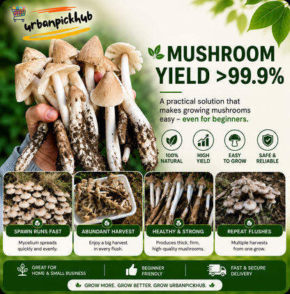 🥳2026 HOT SALE🥳💞50K+ SOLD!✨Premium Organic Mushroom Harvest Grow Kit Seeds – Buy 1 Get 1 Free Special Pack