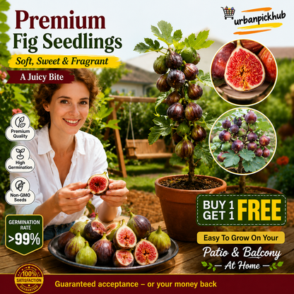 🏆💥 Buy 1 Get 1 Free 💥 🌱99% Germination🌿Brown Turkey Fig Seeds – Easy To Grow On Your Patio And Balcony At Home