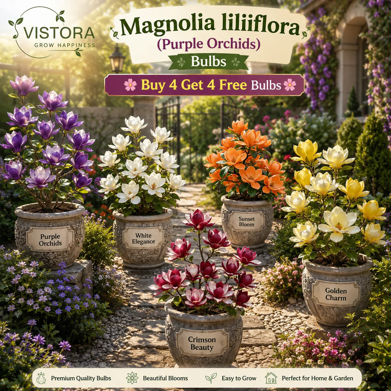 magnolia liliiflora (purple orchids) bulbs 🌸 flowers hide the leaves, fragrance fills the air🌸buy 4 get 4 free bulbs🌸