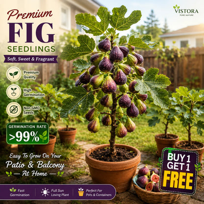 🏆💥 Buy 1 Get 1 Free 💥 🌱99% Germination🌿Brown Turkey Fig Seeds – Easy To Grow On Your Patio And Balcony At Home