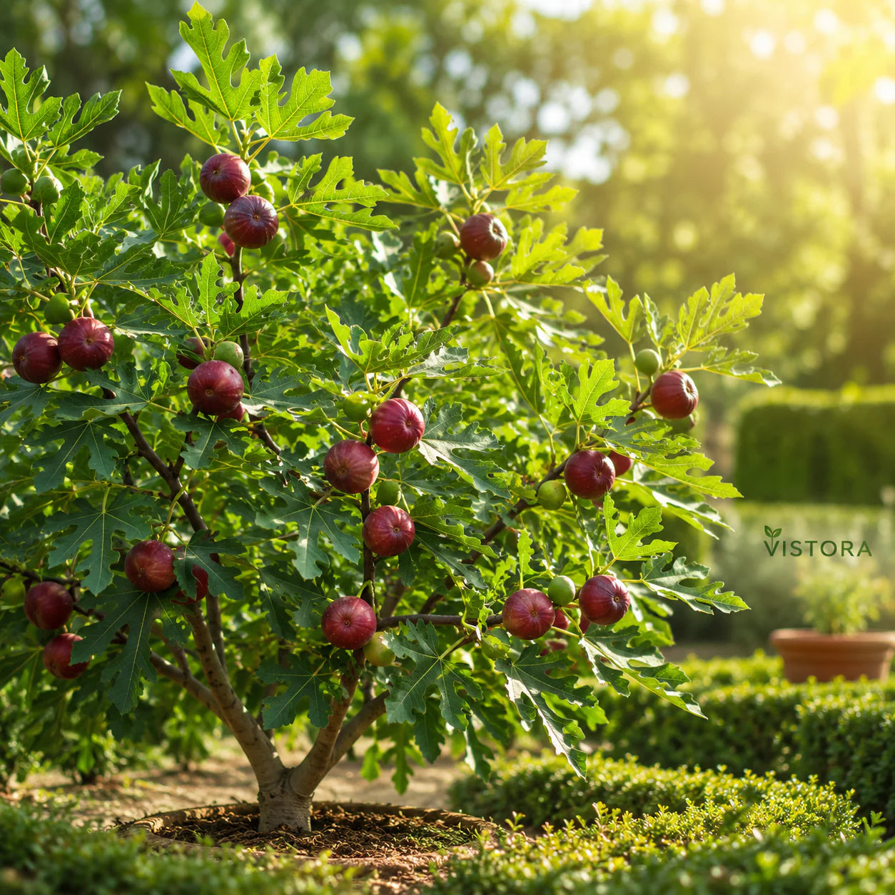 🏆💥 buy 1 get 1 free 💥 🌱99% germination🌿brown turkey fig seeds – easy to grow on your patio and balcony at home