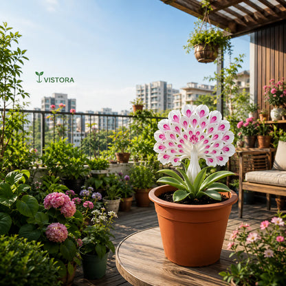 💠 “THE QUEEN OF FRAGRANT BLOOMS — PEACOCK ORCHID BULBS FOR PURE GARDEN LUXURY”🌸Buy 4 Get 4 Free Bulbs🌸