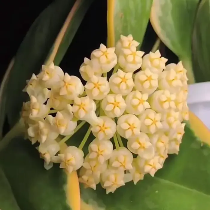 ✨hoya bulbs- stars falling from the sky + plant boost✨ | 🔥buy 1 get 1 free🔥