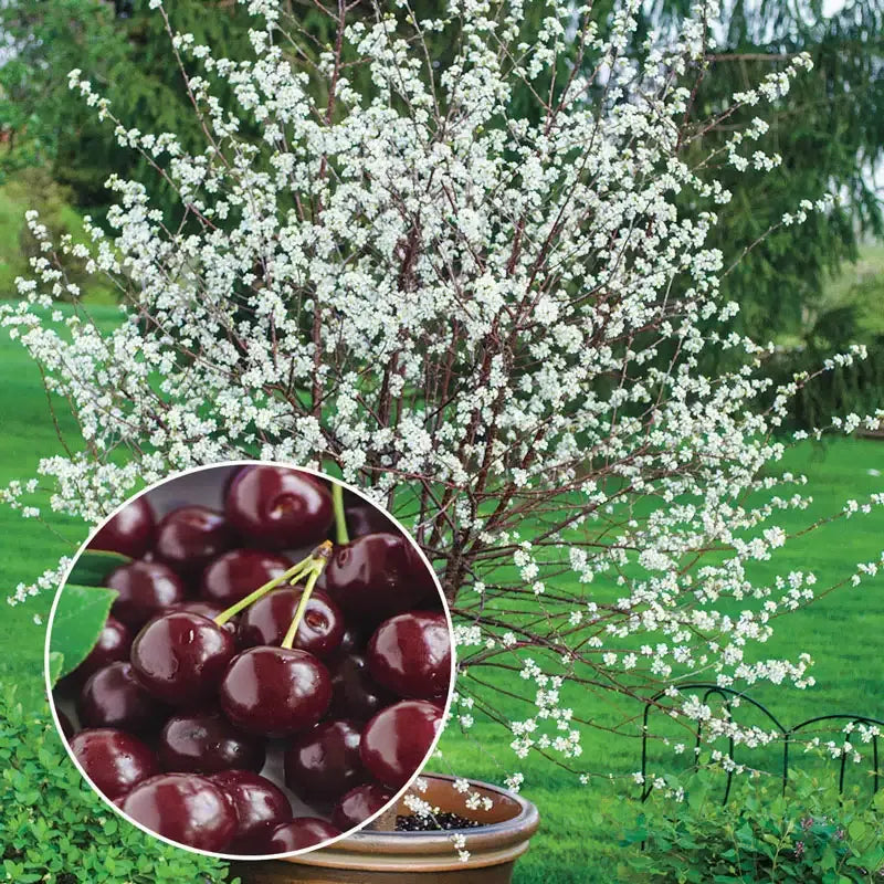 ✨top grade & productive – chilean cherry seeds direct from origin🌱free 100 grams organic pot mix 🌱