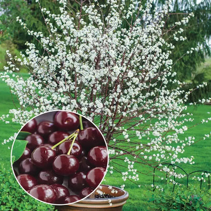 ✨Top Grade & Productive – Chilean Cherry Seeds Direct from Origin🌱Free 100 grams Organic Pot mix 🌱