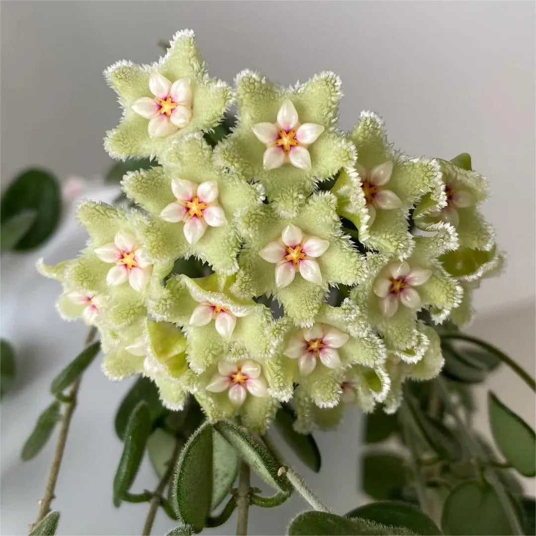 ✨hoya bulbs- stars falling from the sky + plant boost✨ | 🔥buy 1 get 1 free🔥