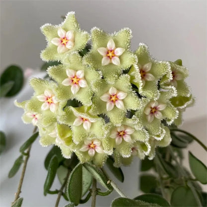 ✨Hoya Bulbs- Stars falling from the sky + Plant Boost✨ | 🔥Buy 1 Get 1 Free🔥