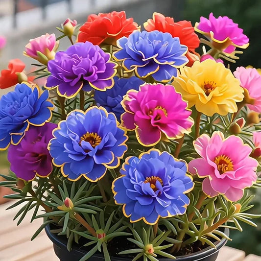 🌸 BUY 1 GET 1 FREE! 🌸Golden Lace Portulaca🌸✨ Brilliant Double Blooms for Effortless Summer Color