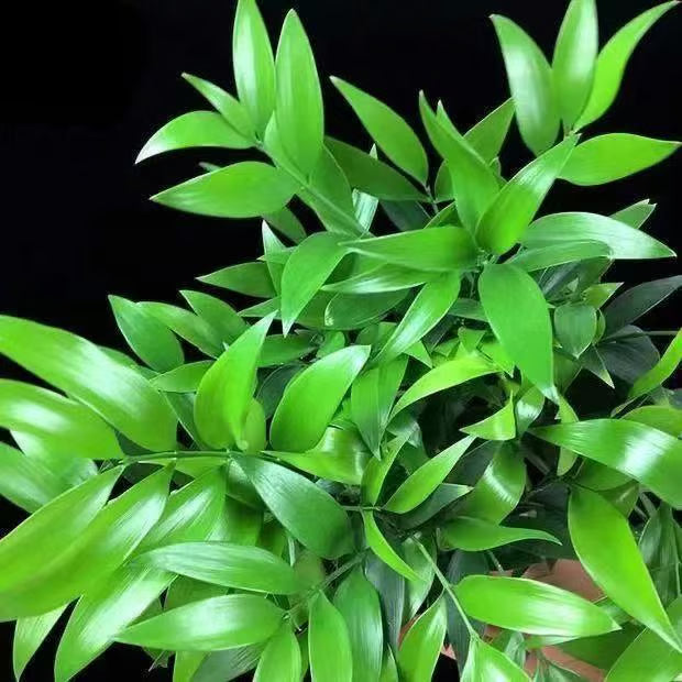 🏆evergreen lucky bamboo seeds | 🔥buy 1 get 1 free🔥| 50% off today