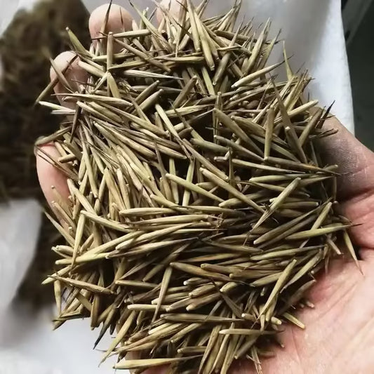 🏆Evergreen Lucky Bamboo Seeds | 🔥Buy 1 Get 1 Free🔥| 50% OFF TODAY
