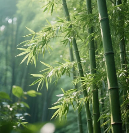 🏆Evergreen Lucky Bamboo Seeds | 🔥Buy 1 Get 1 Free🔥| 50% OFF TODAY