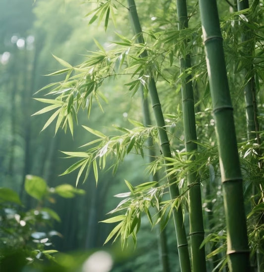 🏆Evergreen Lucky Bamboo Seeds | 🔥Buy 1 Get 1 Free🔥| 50% OFF TODAY